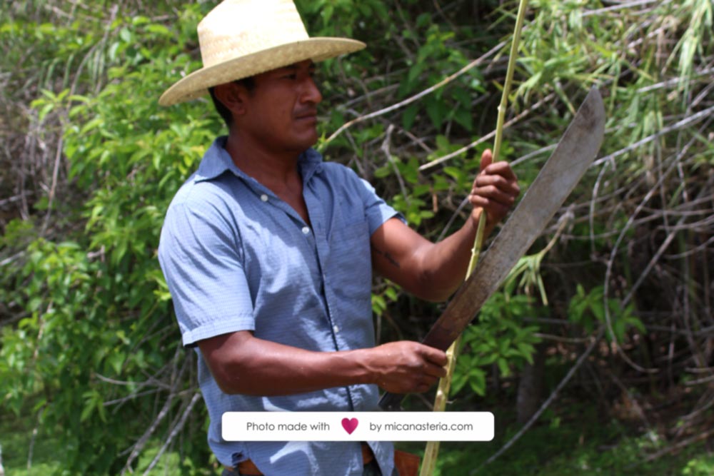 Artesando cortando varas de carrizo con un machete bien afilado.